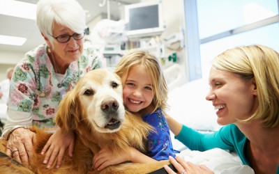 Therapy Dog: the Therepeutic Benefits of Dogs