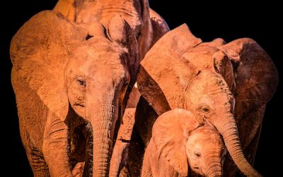 The Importance of Quality Family Time